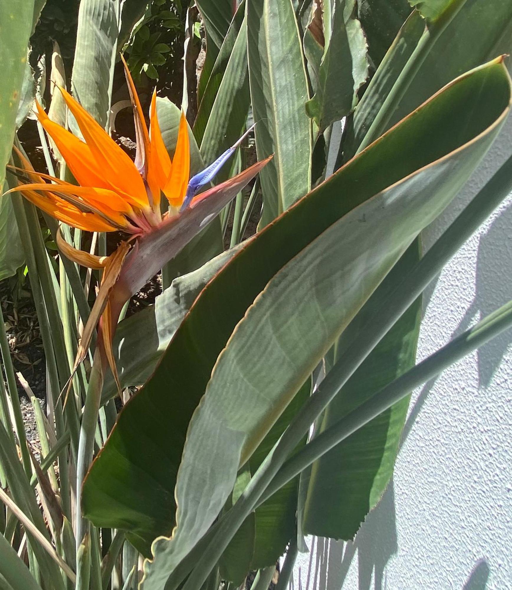 הוילה קורלחו Casa Rosalia מראה חיצוני תמונה