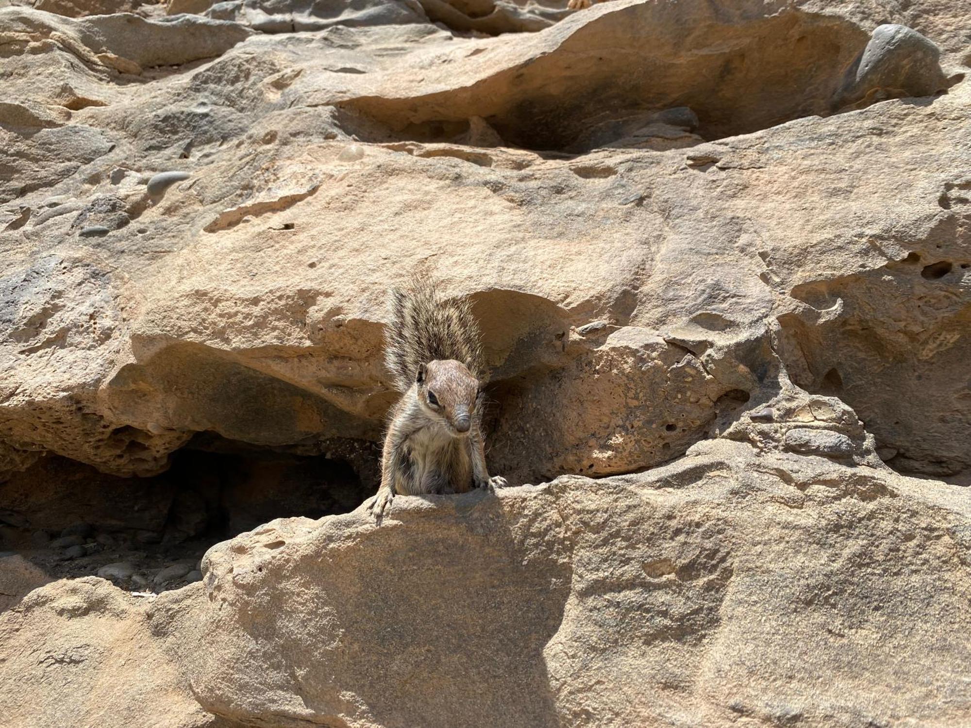 הוילה קורלחו Casa Rosalia מראה חיצוני תמונה